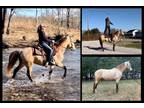Available on [url removed] - Rocky Mountain Horse - Chris Cox training method