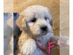 Goldendoodle (Miniature) PUPPY FOR SALE ADN-545759 - Lilly girl