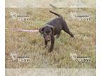 Labrador Retriever PUPPY FOR SALE ADN-545855 - AKC FULL REGISTRATION KITKAT