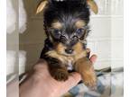 Yorkshire Terrier PUPPY FOR SALE ADN-545669 - Yorkie puppies