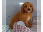 Cavapoo PUPPY FOR SALE ADN-545904 - Cavapoo For Sale Millersburg OH Male