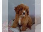 Cavapoo PUPPY FOR SALE ADN-545905 - Cavapoo For Sale Millersburg OH Female