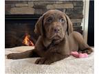 Labrador Retriever PUPPY FOR SALE ADN-545539 - Chocolate Labs