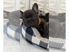 French Bulldog PUPPY FOR SALE ADN-545575 - Notorious
