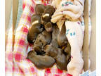 Labrador Retriever PUPPY FOR SALE ADN-545141 - Chocolate lab puppies