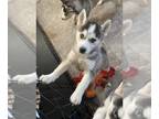 Siberian Husky PUPPY FOR SALE ADN-545734 - AKC SIBERIAN HUSKY