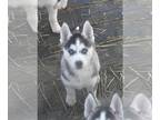 Siberian Husky PUPPY FOR SALE ADN-545735 - AKC SIBERIAN HUSKY