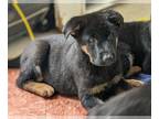 German Shepherd Dog PUPPY FOR SALE ADN-545925 - AKC Registered German Shepherds