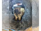Pomeranian PUPPY FOR SALE ADN-545886 - ACA Pure Breed Pomeranian Puppies