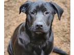Boxer-Golden Retriever Mix DOG FOR ADOPTION ADN-545933 - Golden Boxer Puppy for