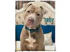 TROY American Pit Bull Terrier Young Male