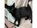 Adopt Maverick (Arriving 2/4) a All Black Domestic Shorthair / Mixed cat in