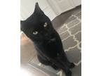 Adopt Nova a Black (Mostly) Domestic Shorthair / Mixed (short coat) cat in