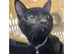 Adopt Merlin a Domestic Shorthair / Mixed cat in Des Moines, IA (37200565)