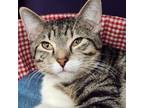 Adopt Stripes a Domestic Shorthair / Mixed cat in Des Moines, IA (37200563)
