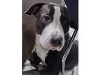 Adopt Z Trixie a Terrier (Unknown Type, Medium) / Husky / Mixed dog in Miami