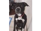 Adopt Z MIdnight a Terrier (Unknown Type, Medium) / Husky / Mixed dog in Miami