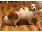 Adopt Lady a Red/Golden/Orange/Chestnut - with White Papillon / Mixed dog in
