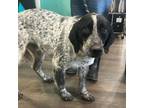 Adopt Oreo a White - with Tan, Yellow or Fawn English Pointer / Mixed dog in