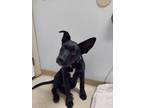 Adopt Pluto a American Staffordshire Terrier / Labrador Retriever / Mixed dog in