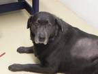 Adopt Tucker a Labrador Retriever / Mixed Breed (Medium) / Mixed dog in