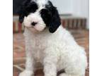 Labradoodle Puppy for sale in Hagerstown, MD, USA