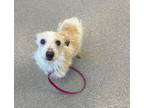 Adopt Bruiser a Jack Russell Terrier / Mixed dog in Lincoln, NE (37200356)