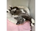 Adopt Rem a Gray or Blue Domestic Shorthair / Domestic Shorthair / Mixed cat in