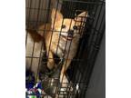 Adopt Tramp a Red/Golden/Orange/Chestnut - with White Corgi / Mixed Breed