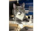 Adopt Gumbo a Domestic Shorthair / Mixed cat in Sherwood, OR (37195066)