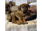 Adopt Wishbone a Black Labrador Retriever / Beagle / Mixed dog in Willington