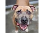 Adopt Tonka (mcas) a Pit Bull Terrier / Mixed dog in Troutdale, OR (37200339)
