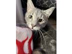 Adopt calix a Gray or Blue Siamese / Mixed (medium coat) cat in Redwood City