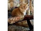 Adopt Karl a Tiger Striped Domestic Longhair / Mixed (long coat) cat in Dayton