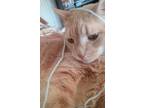 Adopt Leo a Orange or Red American Shorthair / Mixed (medium coat) cat in