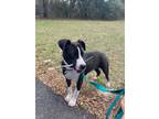 Adopt Bella a Pointer / Mixed dog in Brooksville, FL (37200002)