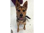 Adopt Delilah a Shepherd (Unknown Type) / Beagle / Mixed dog in Wilmington
