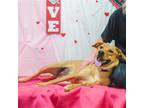 Adopt Madison a Labrador Retriever / Mixed dog in Wilmington, DE (37198439)