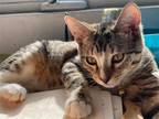 Adopt Captain a Brown Tabby Domestic Shorthair / Mixed (short coat) cat in Los