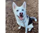 Adopt Kira (ID# A0051897321) a White Husky / Mixed dog in Oakland, CA (37194904)