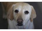 Adopt Tina a Tan/Yellow/Fawn Labrador Retriever / Mixed dog in Colorado Springs
