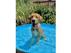 Adopt Gary a Tan/Yellow/Fawn Golden Retriever / Great Pyrenees / Mixed dog in