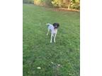 Adopt Opie a Black - with White German Shorthaired Pointer / Mixed dog in