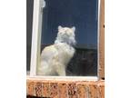 Adopt Beelzebub a Cream or Ivory (Mostly) Domestic Mediumhair (medium coat) cat