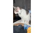 Adopt Luna a White (Mostly) Domestic Shorthair (short coat) cat in Etowah