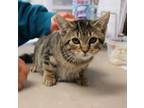 Adopt Marlon a Domestic Shorthair / Mixed cat in Salisbury, MD (37199726)