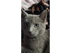 Adopt Blue INDOOR ONLY a Gray or Blue Russian Blue (short coat) cat in Lodi