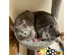 Adopt Pele a Domestic Shorthair / Mixed cat in Port Washington, NY (37196221)