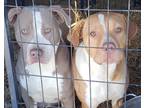 Adopt Sour Patch a White - with Gray or Silver Pit Bull Terrier / Mixed dog in