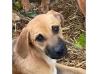 Adopt Keeley a Black - with Tan, Yellow or Fawn Black Mouth Cur / Mixed dog in